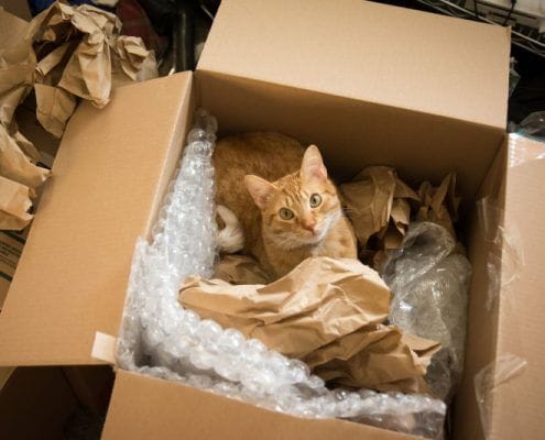 gatos en caja- mudanza con mascotas