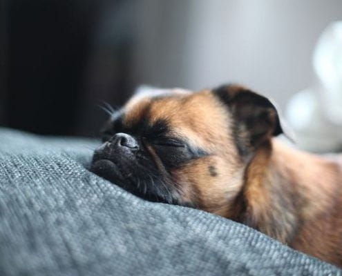 perro durmiendo - mudanza con mascotas